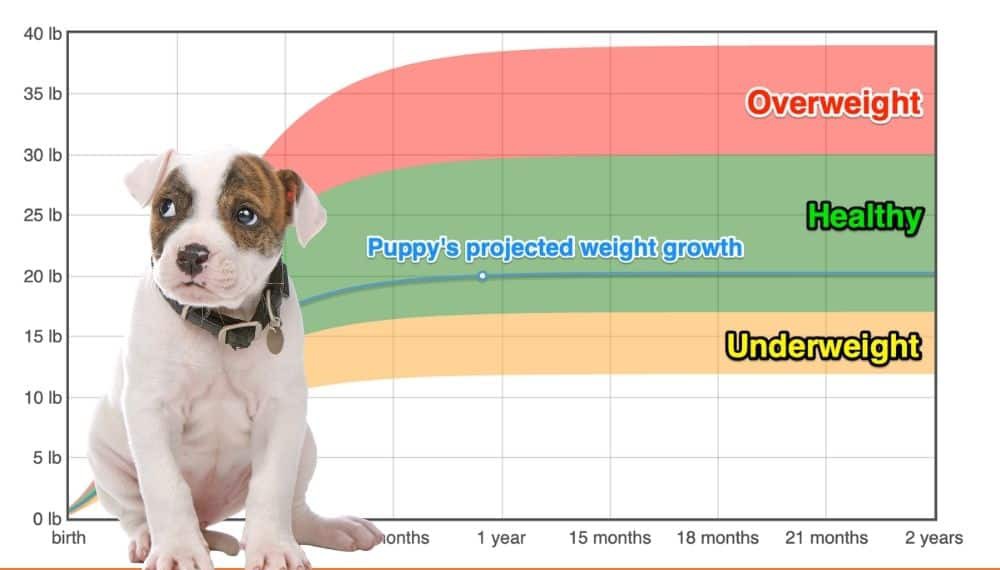 American Bulldog Weight+Growth Chart 2024 How Heavy Will My American